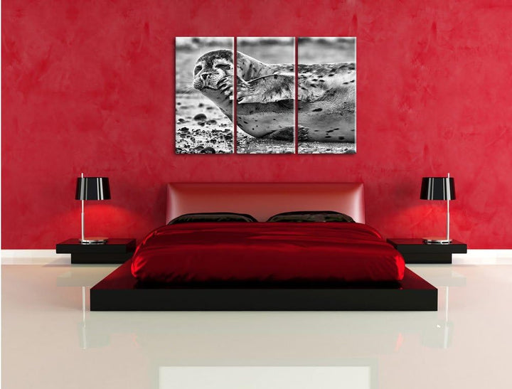 Pixxprint süsse Robbe beim Putzen als Leinwandbild/Grösse: 3 Teilig (120x80) cm/Wandbild/Kunstdruck/