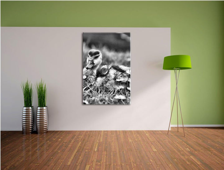 Pixxprint Monocrome, Enten auf Wiese, Format: 100x70 auf Leinwand, 100x70