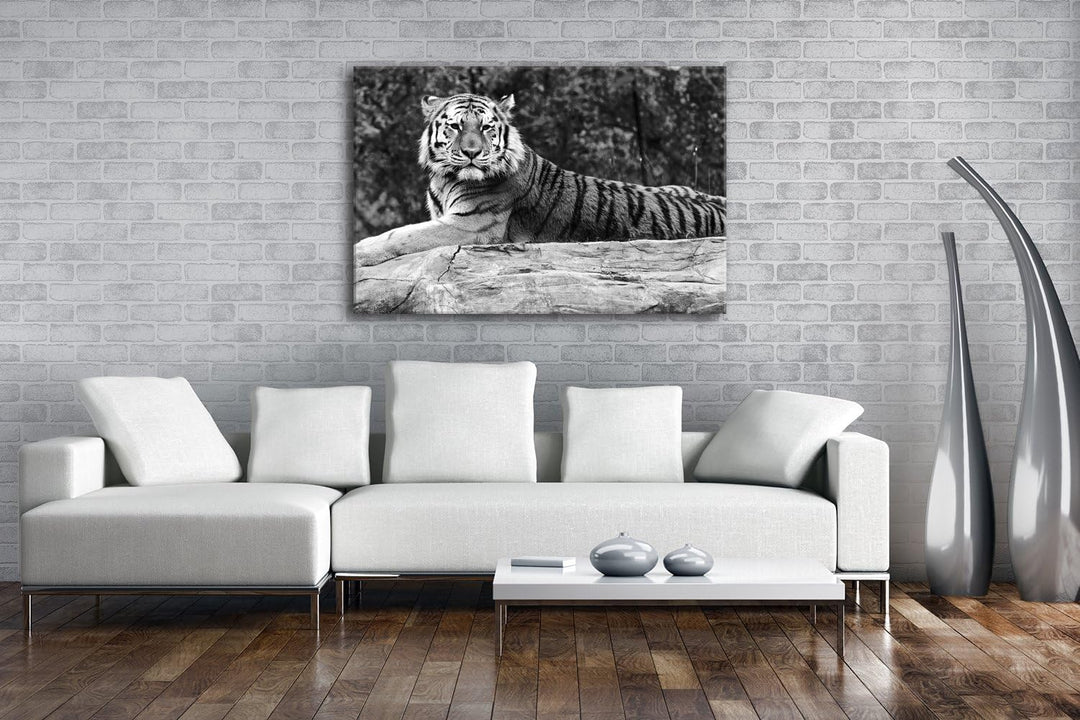 deyoli anmutiger ruhiger Tiger Format: 80x60 Effekt: Schwarz/Weiss als Leinwandbild Motiv fertig ger