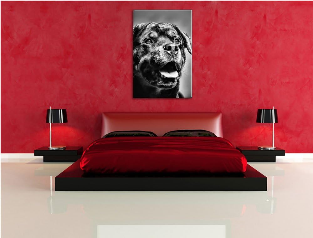 Pixxprint Treuer Rottweiler als Leinwandbild/Grösse: 100x70 cm/Wandbild/Kunstdruck/fertig bespannt,