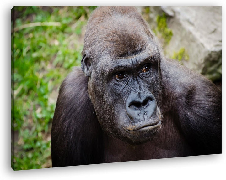 deyoli Grosser schwarzer Gorilla Format: 80x60 als Leinwandbild, Motiv fertig gerahmt auf Echtholzra