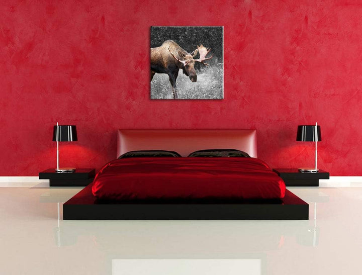 Pixxprint prächtiger Elch auf Wiese als Leinwandbild Quadratisch/Grösse: 70x70 / Wandbild/Kunstdruck