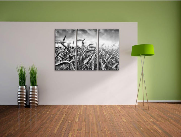 Pixxprint Getreide im Sonnenlicht als Leinwandbild 3 teilig/Grösse: 3 Teilig (120x80) / Wandbild/Kun