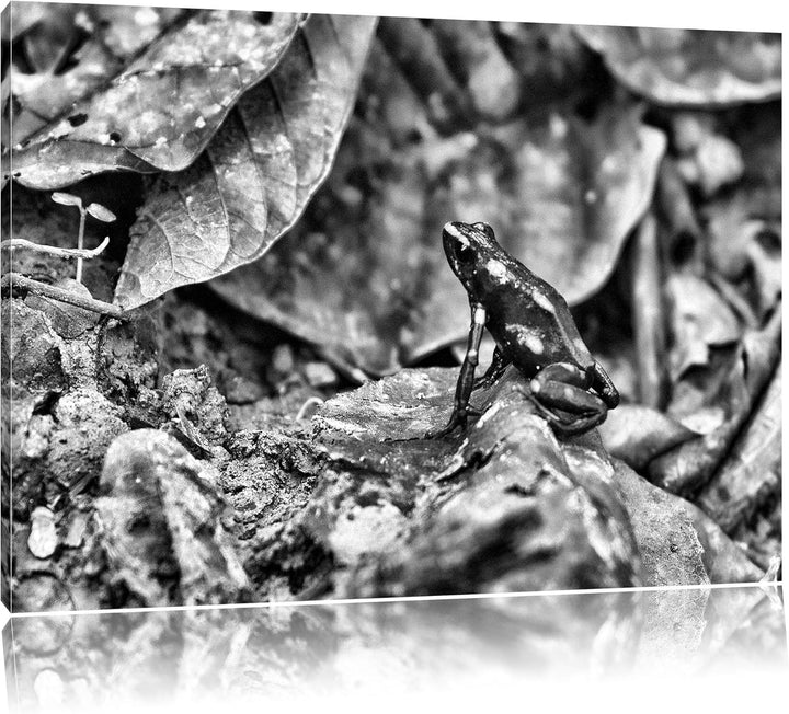 Pixxprint Baumsteiger Frosch als Leinwandbild/Grösse: 100x70 cm/Wandbild/Kunstdruck/fertig bespannt,
