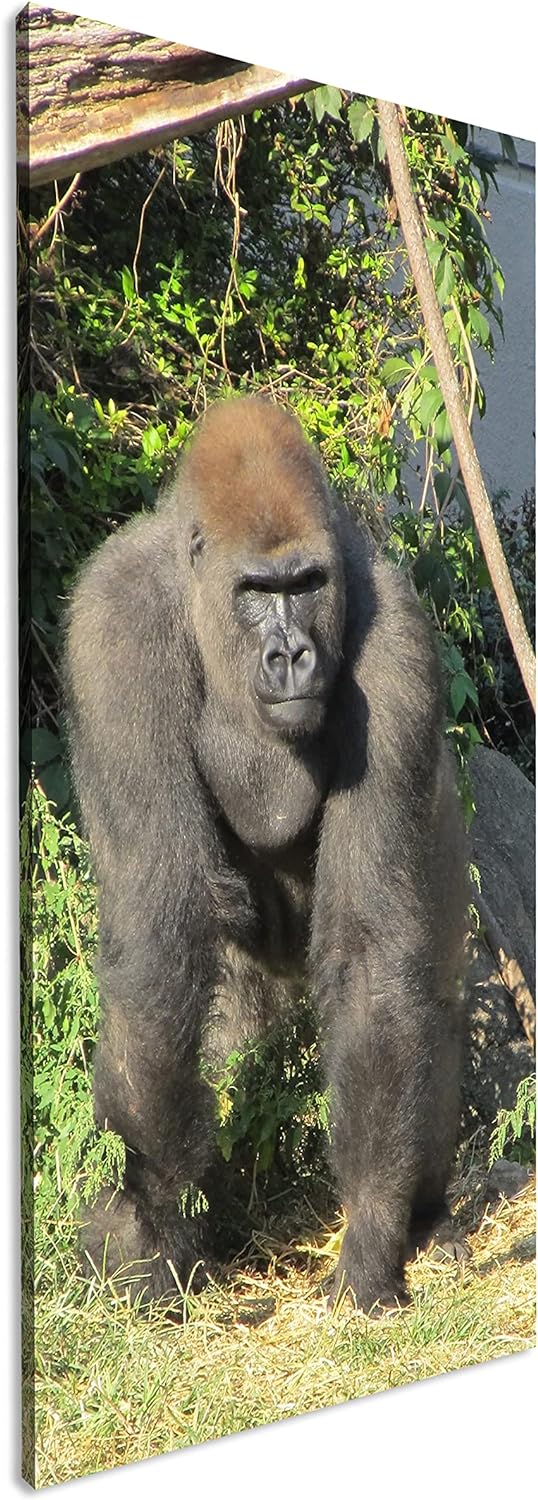 stolzer Gorilla Panorama 100x50 cm als Leinwandbild, Motiv fertig gerahmt auf Echtholzrahmen, Hochwe