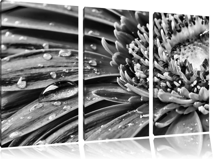 Pixxprint Gerbera mit Wassertropfen als Leinwandbild/Grösse: 3 Teilig (120x80) / Wandbild/Kunstdruck