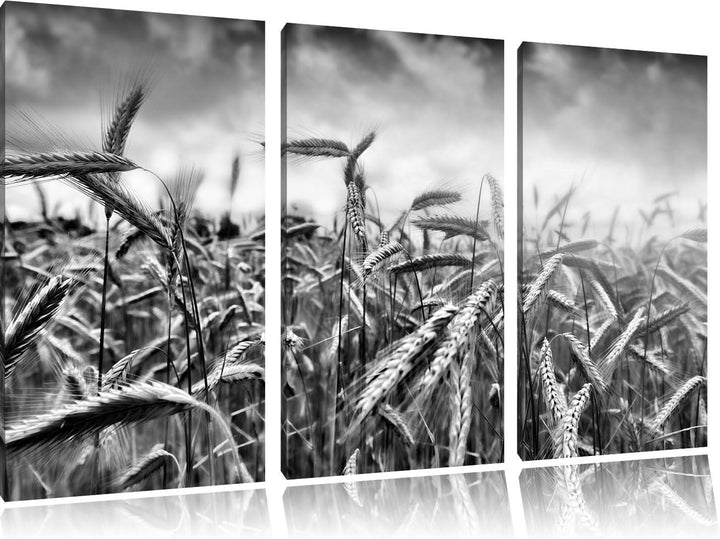 Pixxprint Getreide im Sonnenlicht als Leinwandbild 3 teilig/Grösse: 3 Teilig (120x80) / Wandbild/Kun