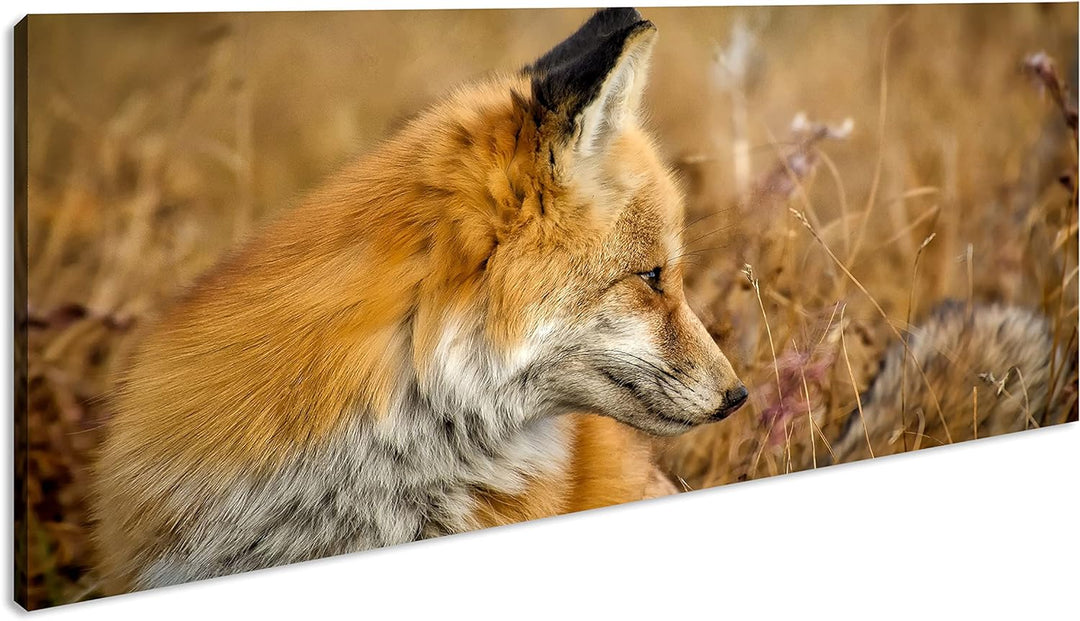 Kleiner Fuchs im Getreidefeld Panorama 80x40 cm als Leinwandbild, Motiv fertig gerahmt auf Echtholzr