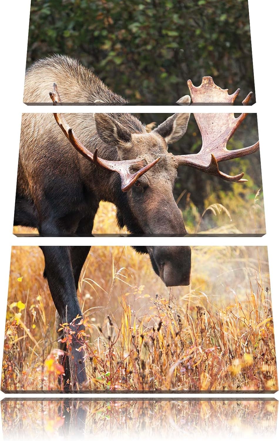 Pixxprint Grosser Elch als Leinwandbild | Grösse: 3 Teilig (120x80) | Wandbild| Kunstdruck | fertig