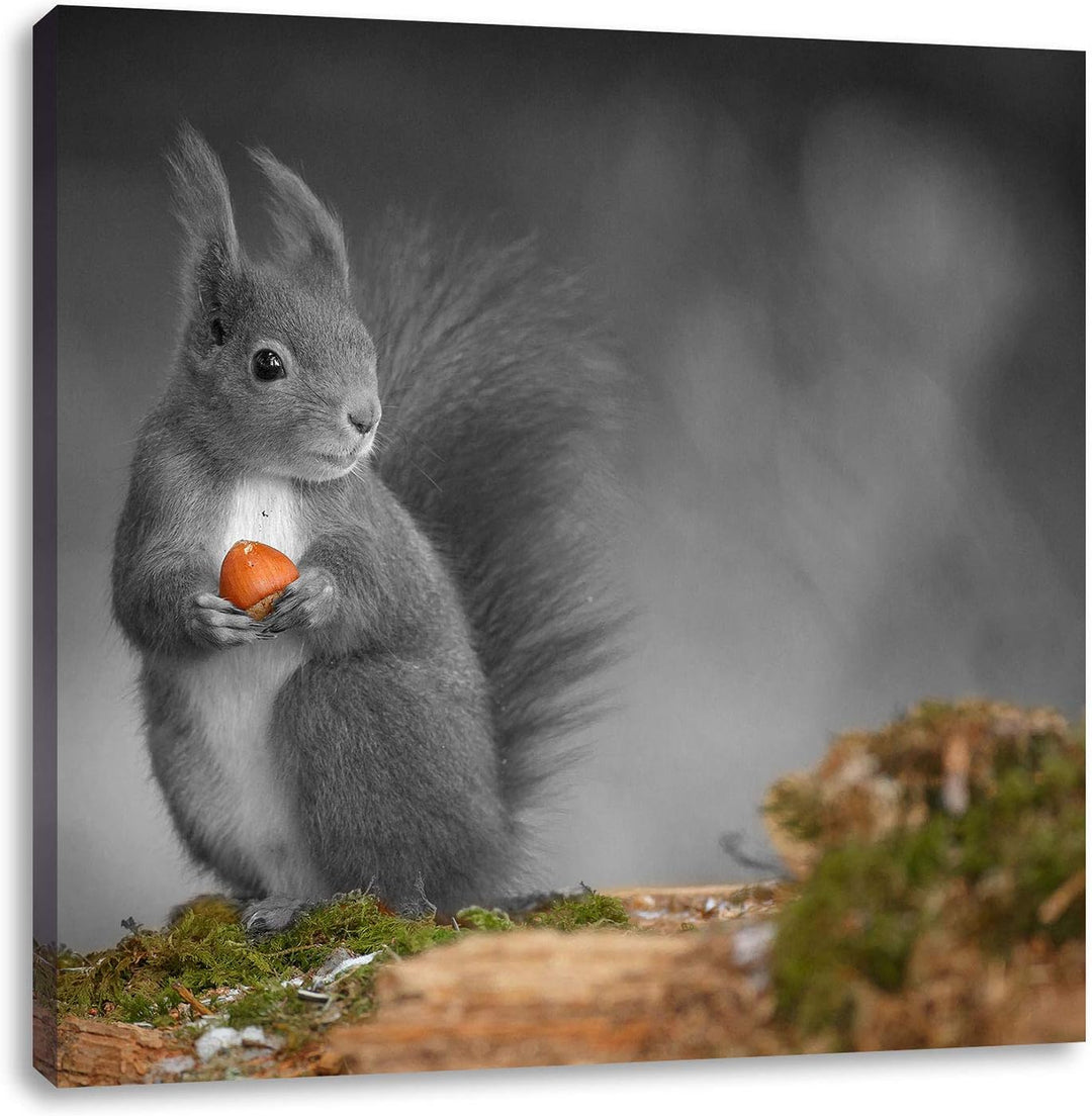 Pixxprint süsses Eichhörnchen mit Nuss als Leinwandbild/Grösse: 70x70 cm/Wandbild/Kunstdruck/fertig