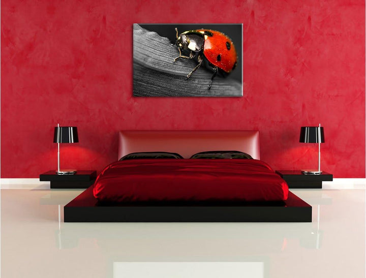Pixxprint Marienkäfer in Detailaufnahme als Leinwandbild/Grösse: 100x70 / Wandbild/Kunstdruck/fertig