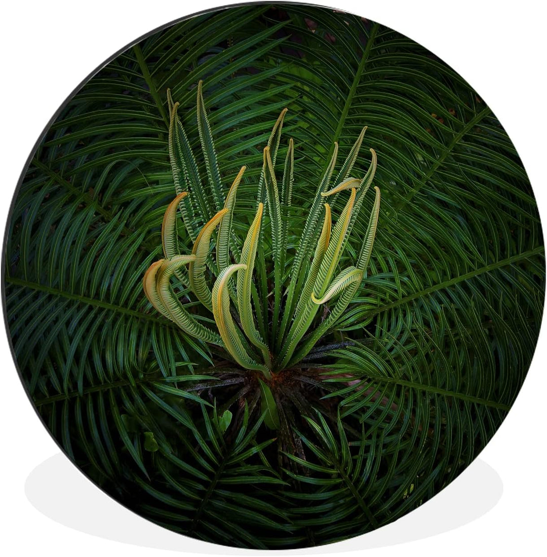 MuchoWow Wandbild Rund Wanddeko Deko Wohnzimmer Bilder 60x60 cm Eine blühende Cycad-Pflanze auf schw