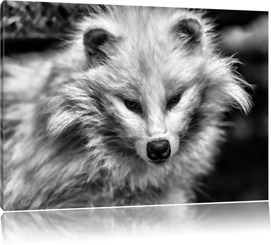 Pixxprint Kleiner Polarfuchs als Leinwandbild/Grösse: 100x70 / Wandbild/Kunstdruck/fertig bespannt,