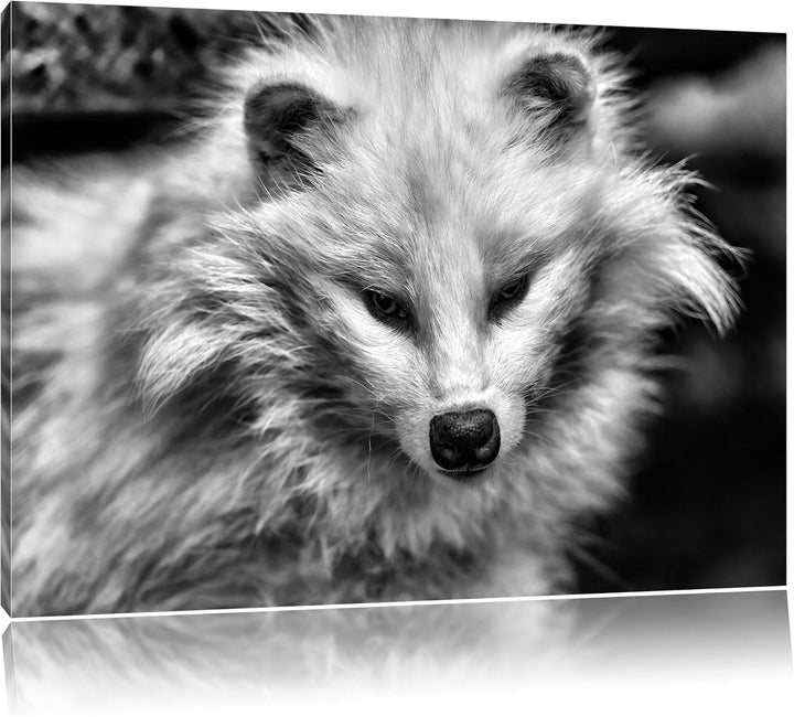 Pixxprint Kleiner Polarfuchs als Leinwandbild/Grösse: 100x70 / Wandbild/Kunstdruck/fertig bespannt,