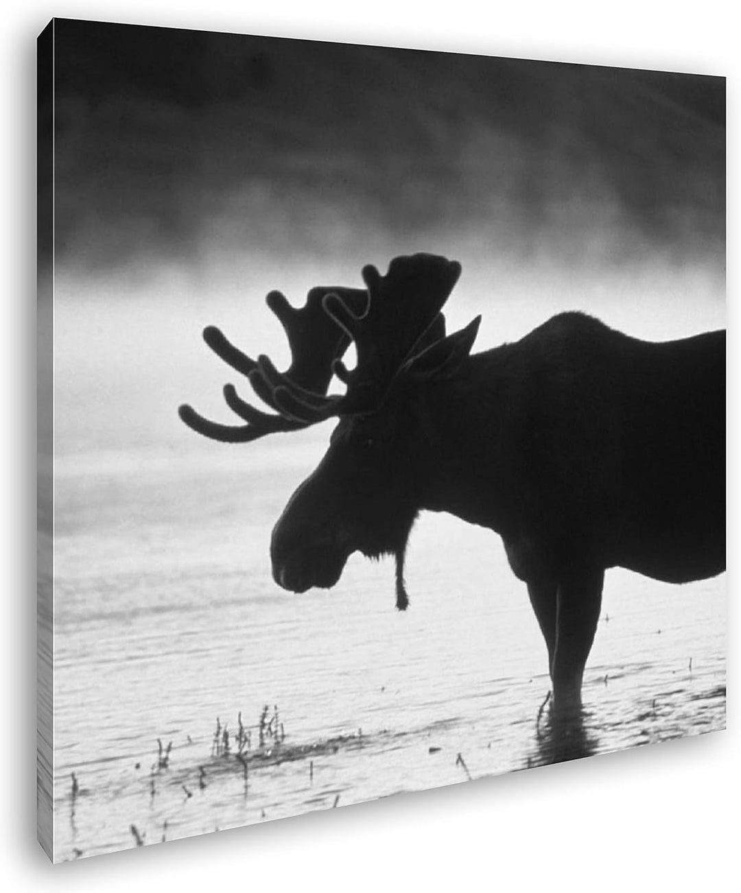 deyoli Elch Silhouette am Wasser Format: 70x70 Effekt: Schwarz&Weiss als Leinwandbild, Motiv auf Ech