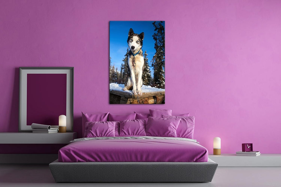 deyoli knuffiger Husky Format: 100x70 als Leinwand, Motiv fertig gerahmt auf Echtholzrahmen, Hochwer