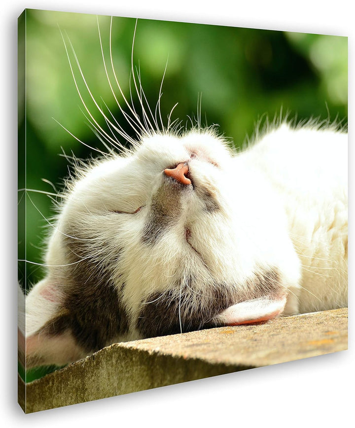 deyoli niedliche schlafende Katze Format: 70x70 als Leinwandbild, Motiv fertig gerahmt auf Echtholzr