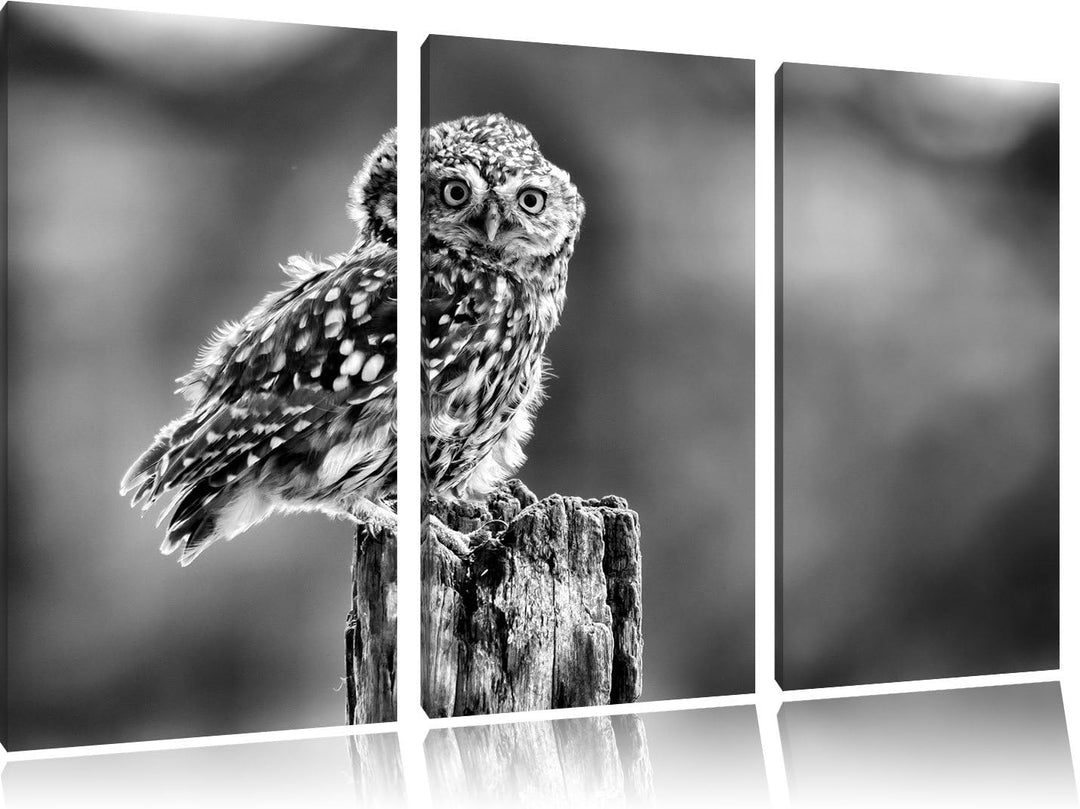 Pixxprint Lustige kleine Eule als Leinwandbild | Grösse: 3 Teilig (120x80) | Wandbild| Kunstdruck |