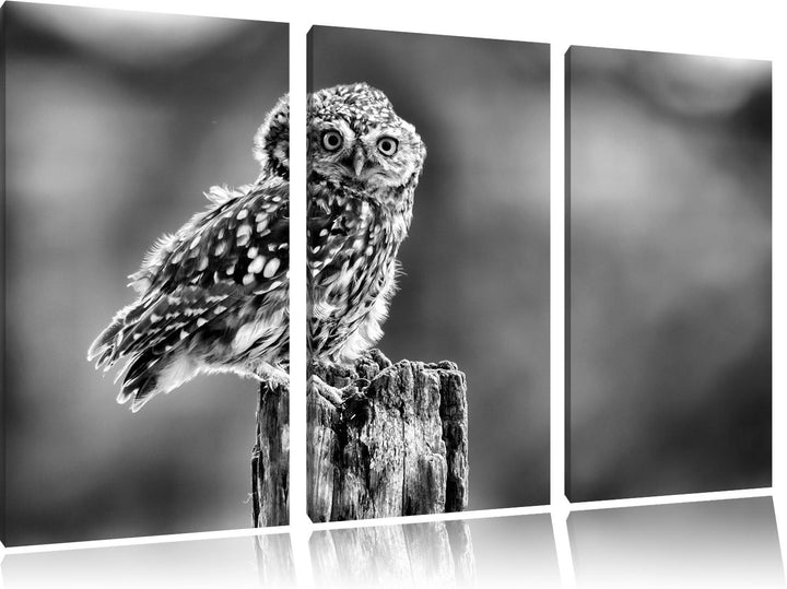 Pixxprint Lustige kleine Eule als Leinwandbild | Grösse: 3 Teilig (120x80) | Wandbild| Kunstdruck |