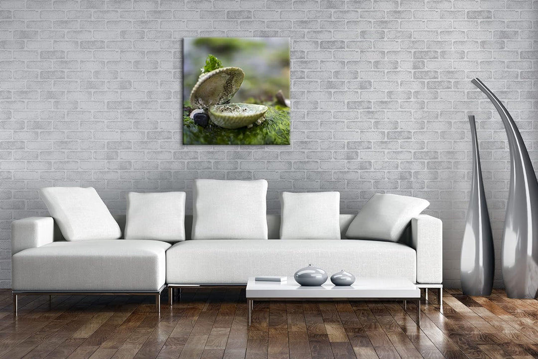 alte Meeresmuschel Format: 60x60 als Leinwandbild, Motiv fertig gerahmt auf Echtholzrahmen, Hochwert