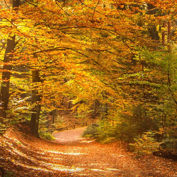 Leinwandbild 5 Teilig Natur Bild Wanddeko Herbst Wald Pfad Bäume orange 200x100 cm Leinwandbild 200x