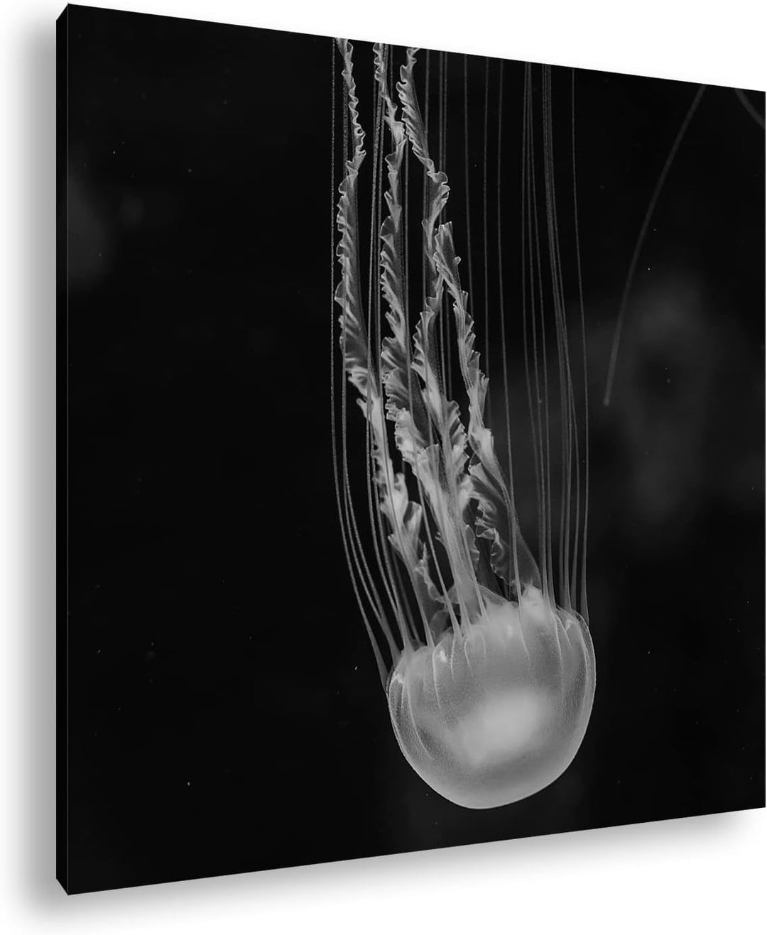 deyoli die langen Tentakel einer Qualle Effekt: Schwarz&Weiss, Format: 70x70 als Leinwandbild, Motiv