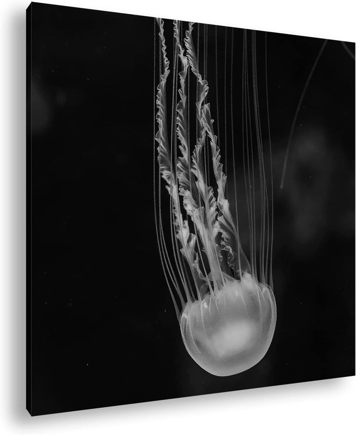 deyoli die langen Tentakel einer Qualle Effekt: Schwarz&Weiss, Format: 70x70 als Leinwandbild, Motiv