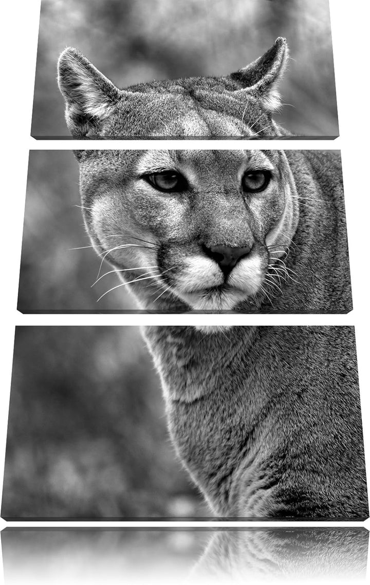 Pixxprint schöner Berglöwe Kunst B&W als Leinwandbild | Grösse: 3 Teilig (120x80) | Wandbild| Kunstd