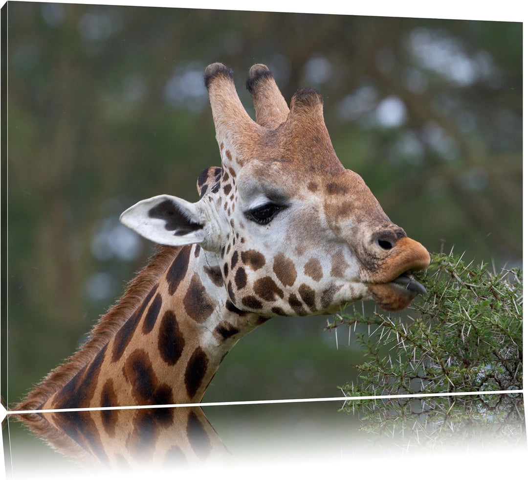 schöne Giraffe beim Fressen Leinwand, XXL riesige Bilder fertig gerahmt mit Keilrahmen, Kunstdruck a