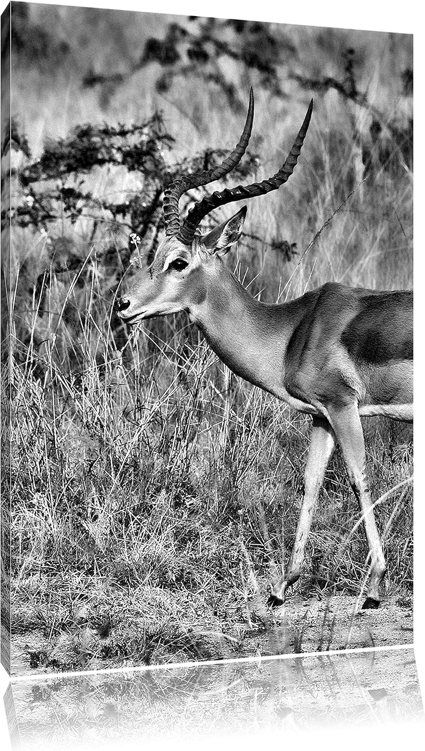 Pixxprint Monocrome, Dorkasgazelle in der Savanne, Format: 100x70 auf Leinwand, 100x70