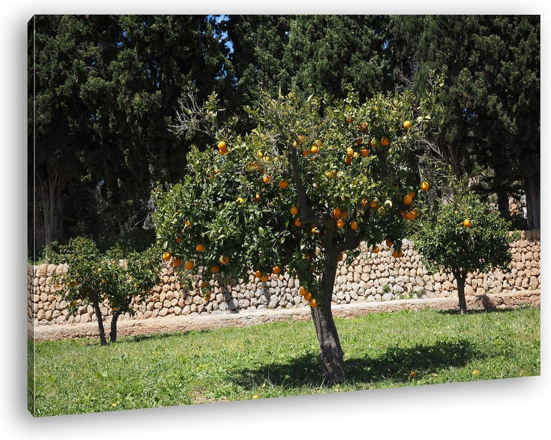 deyoli Orangenbäume im Garten Format: 80x60 als Leinwandbild, Motiv fertig gerahmt auf Echtholzrahme