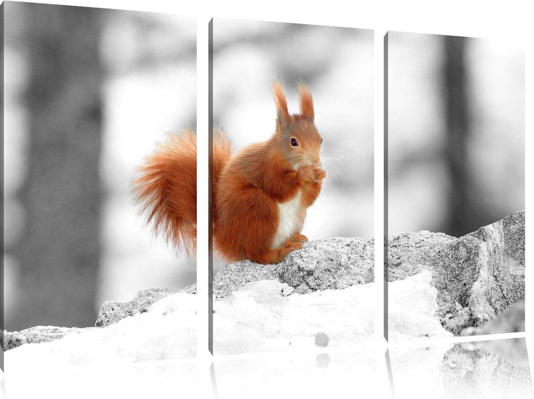 niedliches Eichhörnchen in verschneitem Wald schwarz/weiss 3-Teiler Leinwandbild 120x80 Bild auf Lei