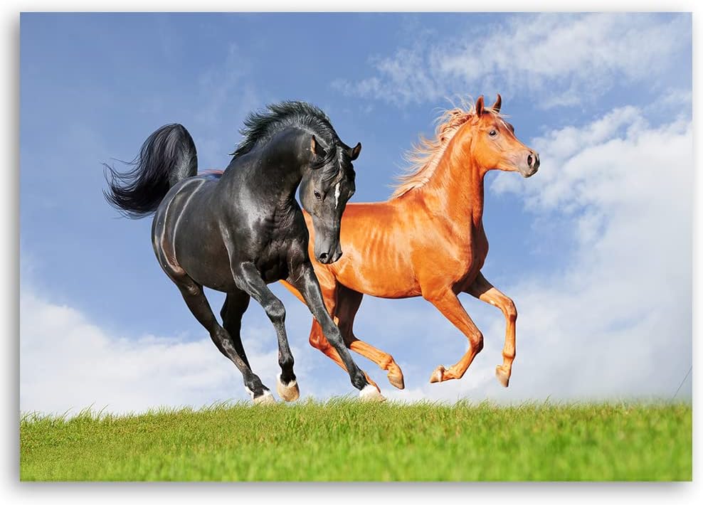 Feeby Vlies Leinwandbild Pferde Frei Laufen Wiese 90x60 cm Druckbild Wandbild Wanddekoration Deko Wa