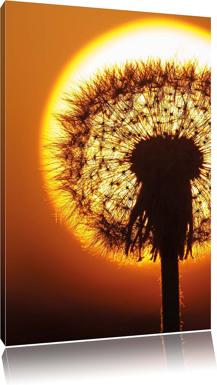 Pusteblume im Abendlicht, Format: 100x70 auf Leinwand, XXL riesige Bilder fertig gerahmt mit Keilrah