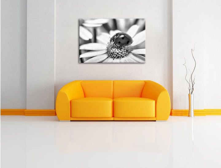 Pixxprint Monocrome, Marienkäfer auf Gänseblümchen als Leinwandbild/Grösse: 100x70 / Wandbild/Kunstd
