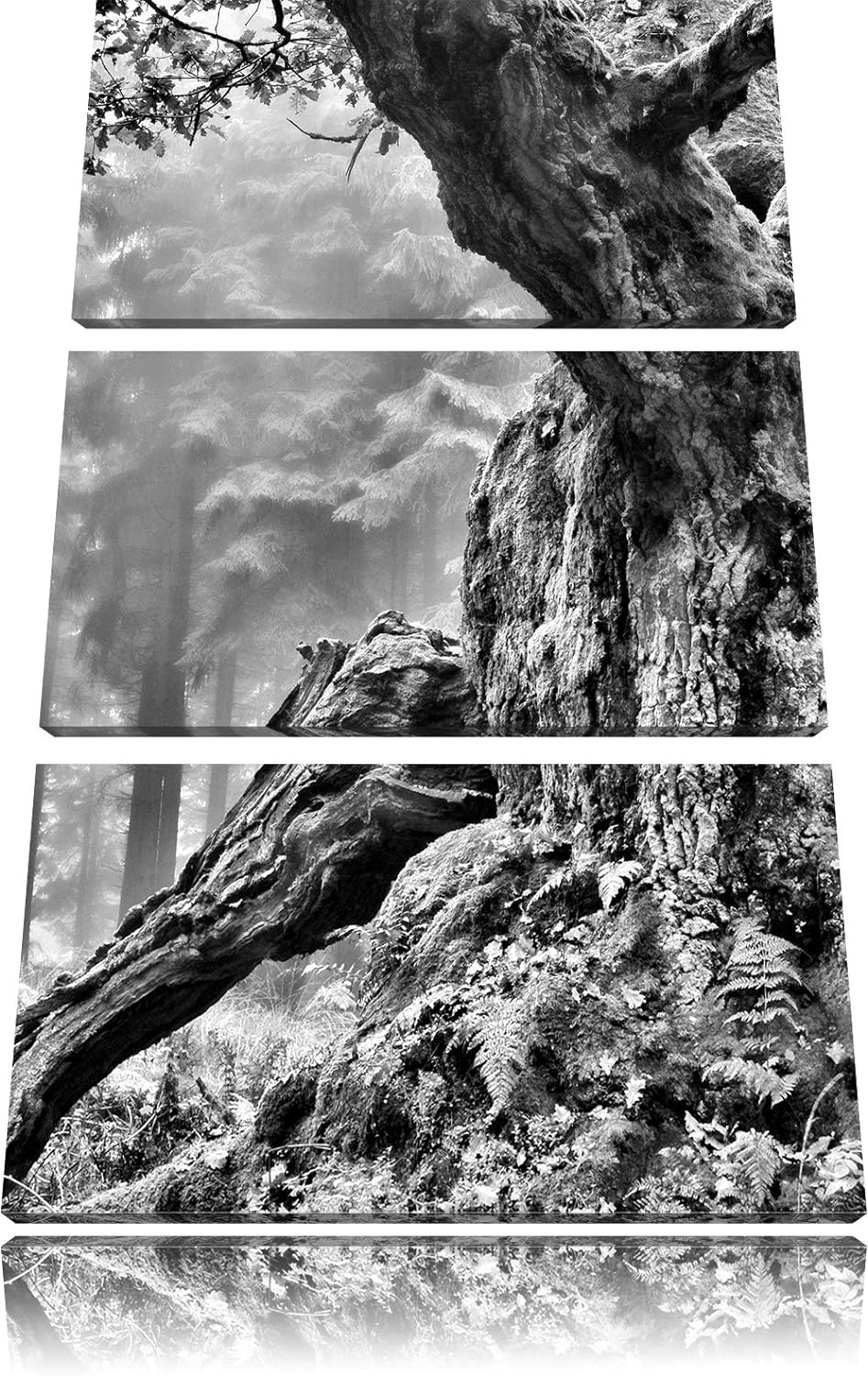 Pixxprint Dicker Baum im Wald im Moos als Leinwandbild/Grösse: 3 Teilig (120x80) cm/Wandbild/Kunstdr