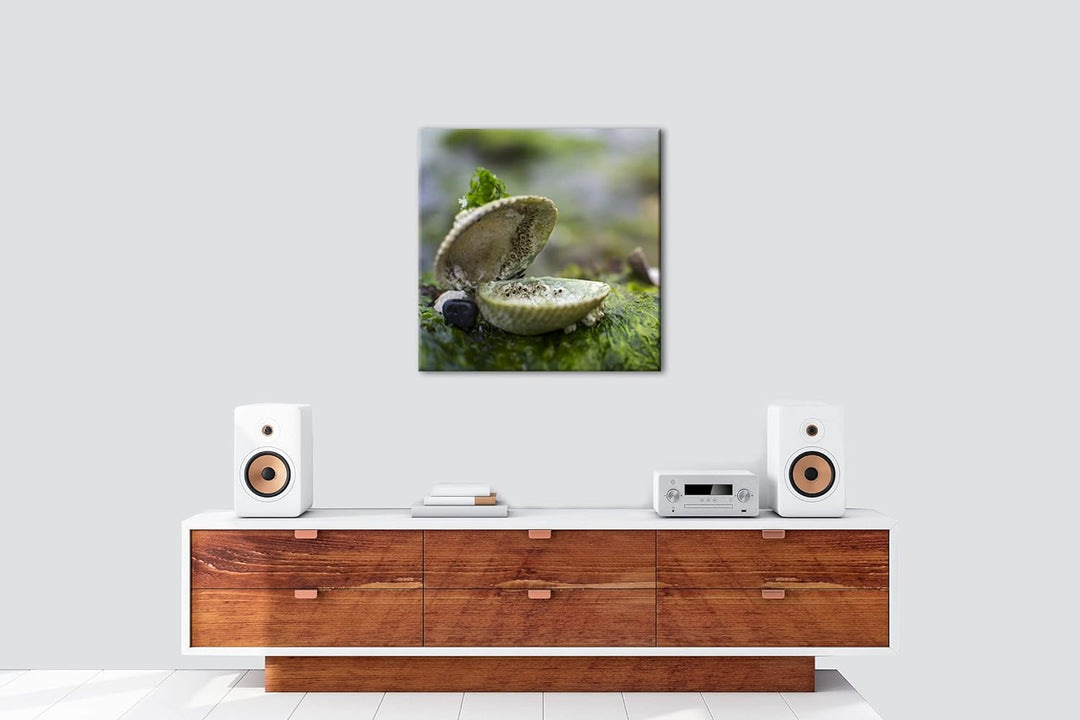 alte Meeresmuschel Format: 60x60 als Leinwandbild, Motiv fertig gerahmt auf Echtholzrahmen, Hochwert