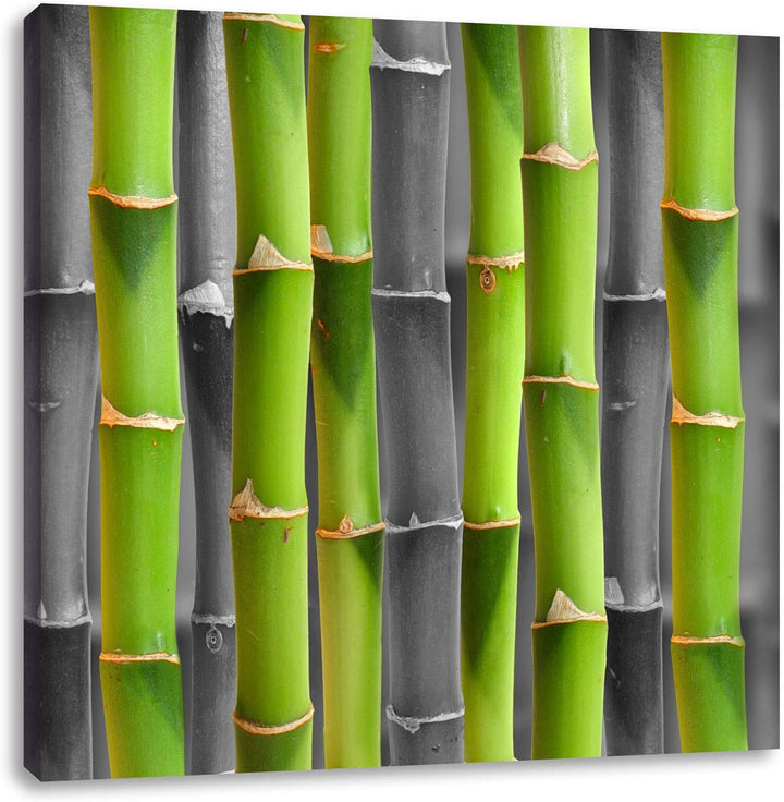 Pixxprint frischer grüner Bambus als Leinwandbild/Grösse: 70x70 cm/Wandbild/Kunstdruck/fertig bespan