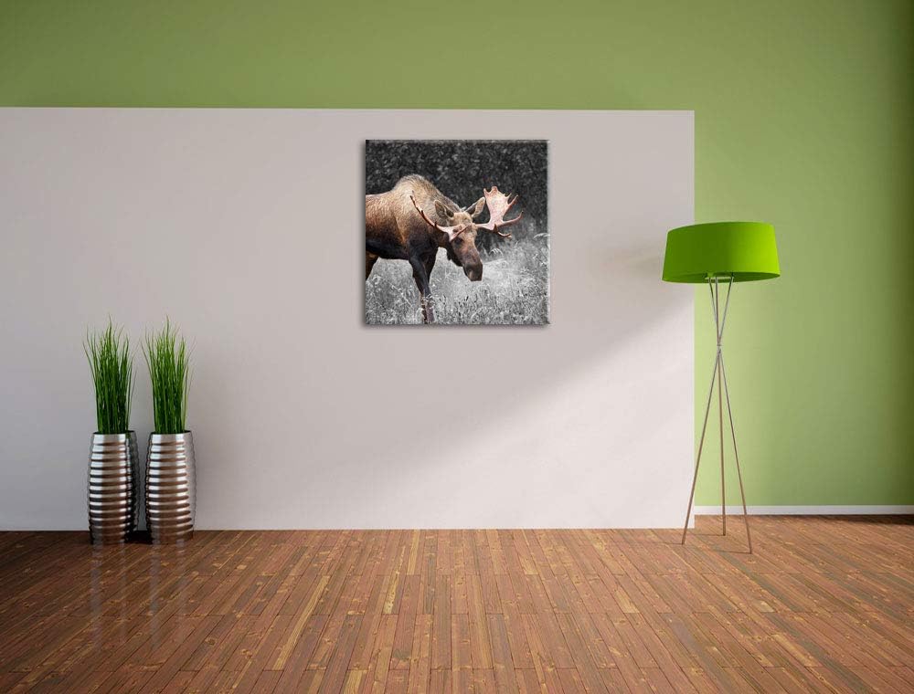 Pixxprint prächtiger Elch auf Wiese als Leinwandbild Quadratisch/Grösse: 70x70 / Wandbild/Kunstdruck