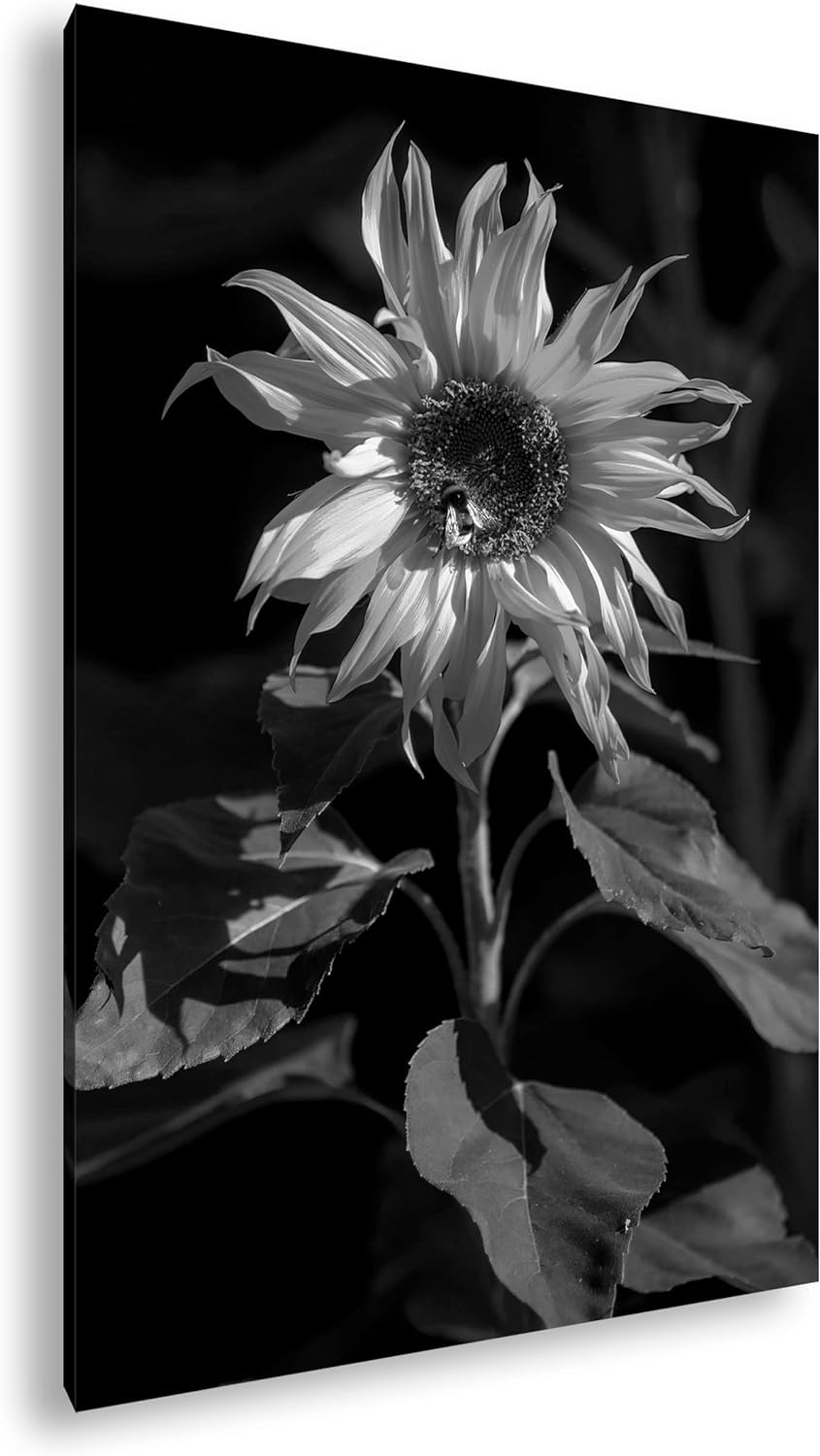 deyoli Blühende Sonnenblume Format: 80x60 Effekt: Schwarz&Weiss als Leinwandbild, Motiv fertig gerah