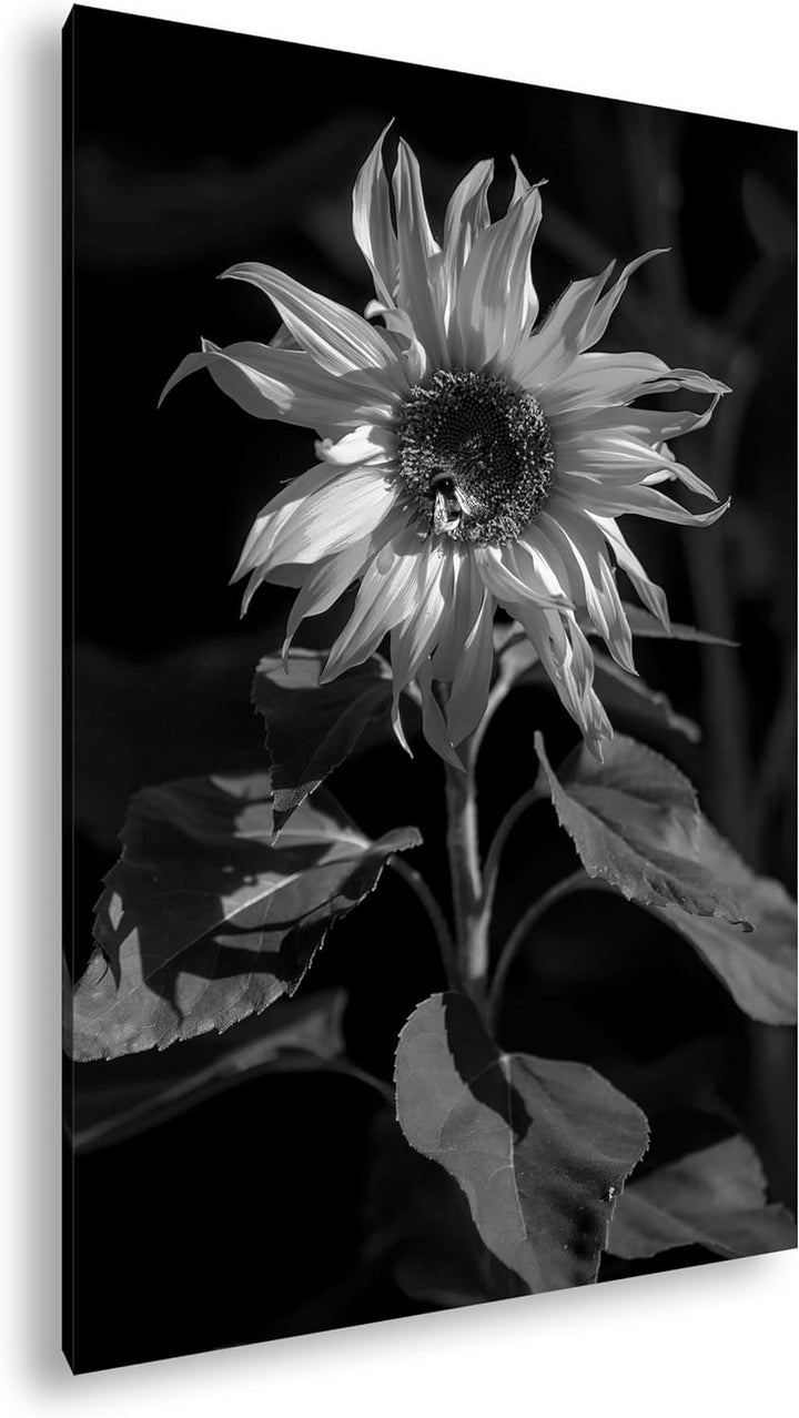 deyoli Blühende Sonnenblume Format: 80x60 Effekt: Schwarz&Weiss als Leinwandbild, Motiv fertig gerah