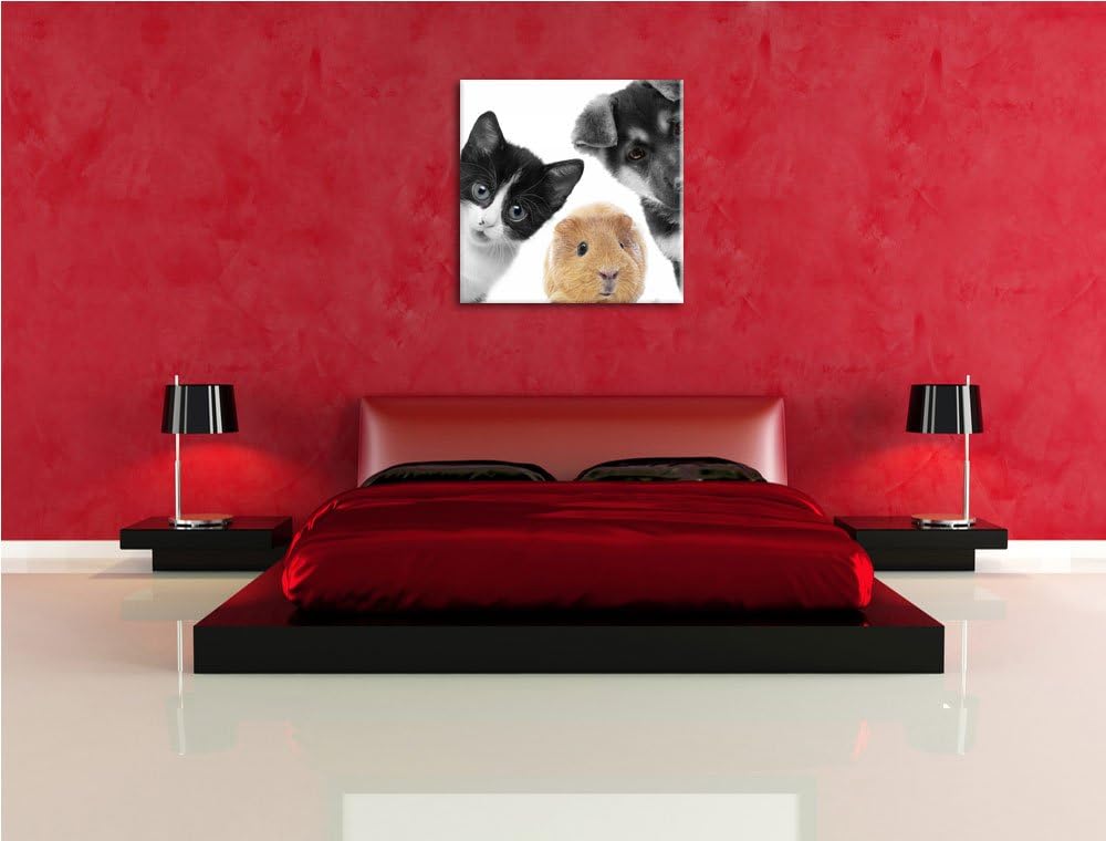 Pixxprint Trio Hund Katze Meerschweinchen als Leinwandbild Quadratisch/Grösse: 70x70 / Wandbild/Kuns