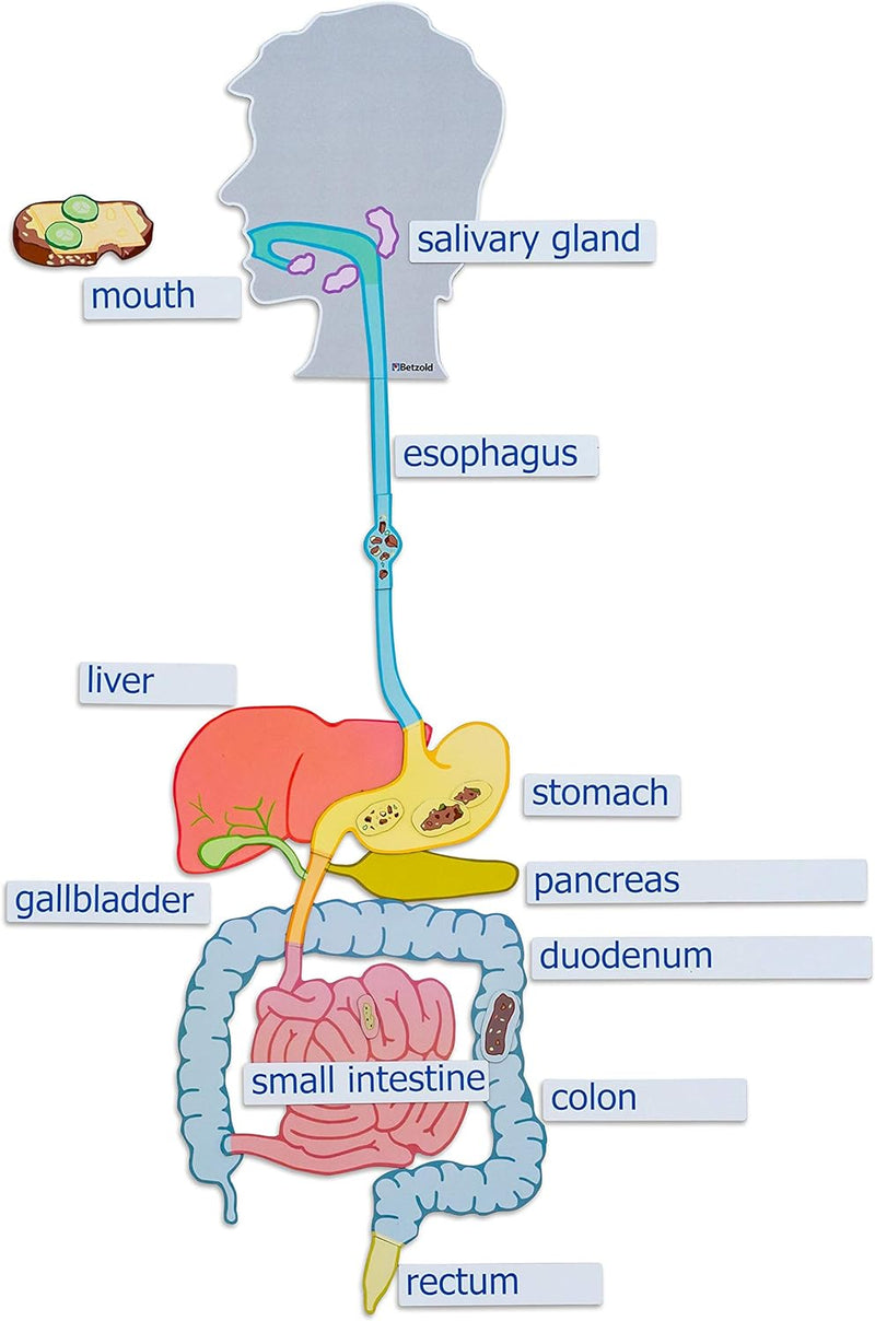 Betzold - Verdauungsorgane, magnetisches Tafelmaterial