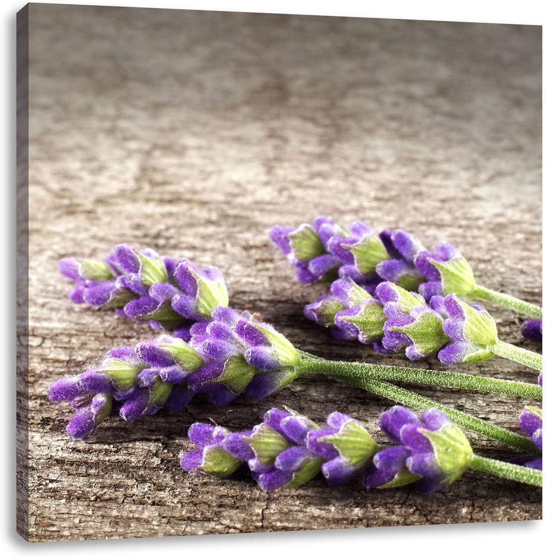 Pixxprint Liegender frischer Lavendel, Format: 70x70 auf Leinwand, 70x70