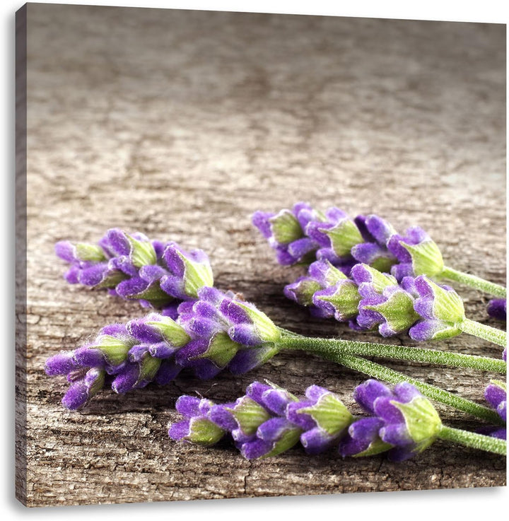 Pixxprint Liegender frischer Lavendel, Format: 70x70 auf Leinwand, 70x70