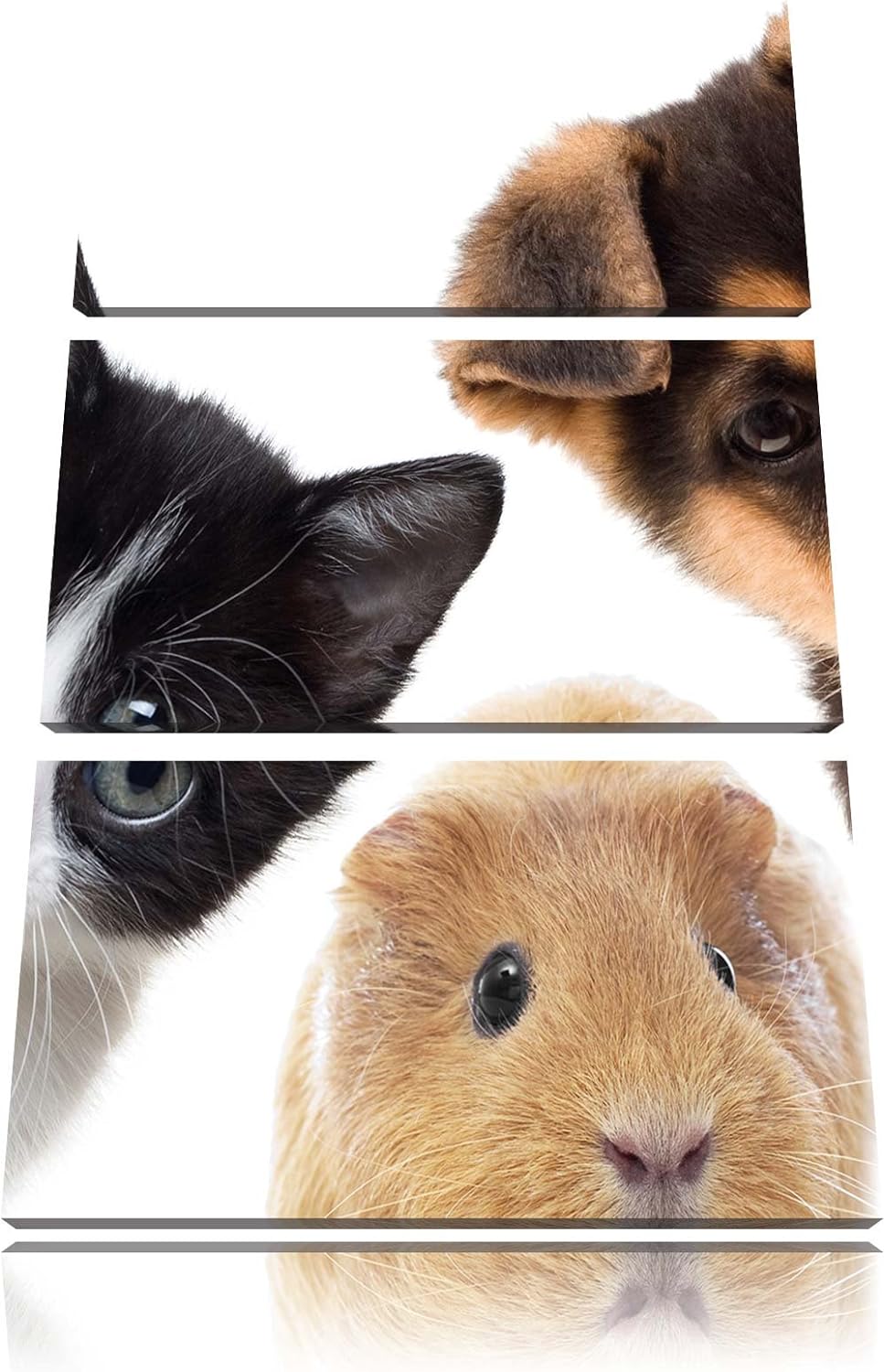 Pixxprint Trio Hund Katze Meerschwein / 3-Teilig/Gesamtmass 120cm Leinwandbild bespannt auf Holzrahm