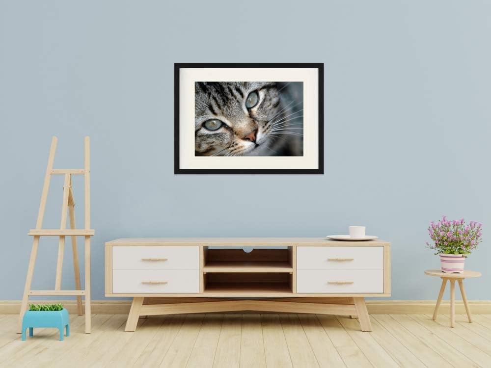 1art1 Katzen Poster Grau Getigertes Kätzchen-Portrait Gerahmtes Bild Mit Edlem Passepartout | Wand-B