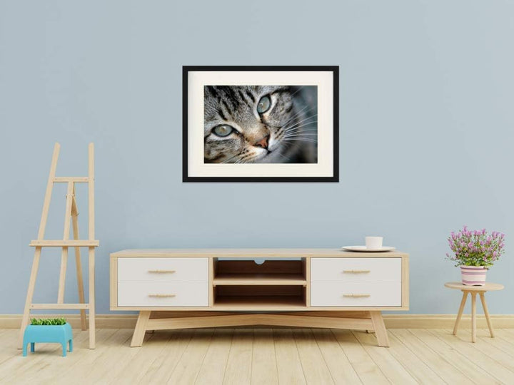 1art1 Katzen Poster Grau Getigertes Kätzchen-Portrait Gerahmtes Bild Mit Edlem Passepartout | Wand-B