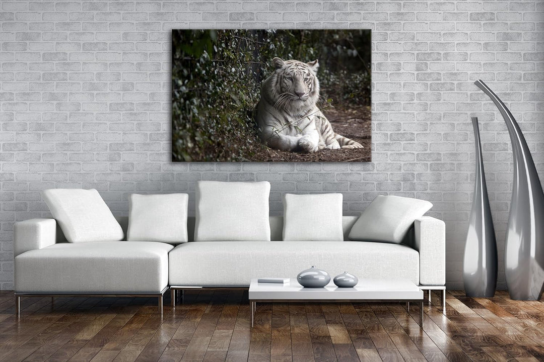 deyoli anmutiger weisser Tiger Format: 80x60 als Leinwandbild, Motiv fertig gerahmt auf Echtholzrahm