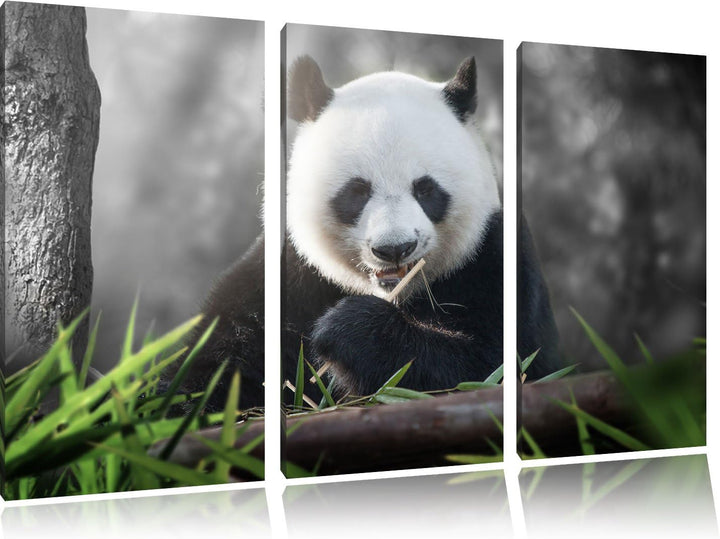 Pixxprint Niedlicher Panda isst Bambus B&W Detail 3-Teiler Leinwandbild 120x80 Bild auf Leinwand
